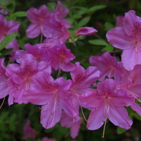 A Jeli Arborétum - Rhododendron virágzás idején (rengeteg fotóval)