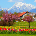 Tulipán tenger és virágözön Szlovéniában