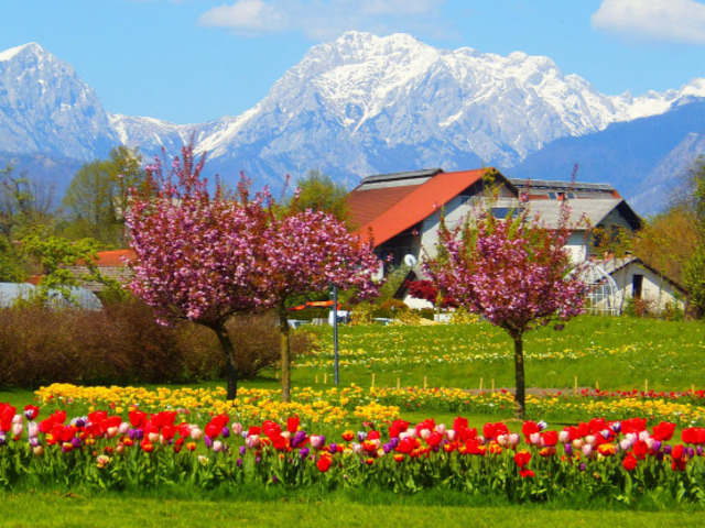 Tulipán tenger és virágözön Szlovéniában