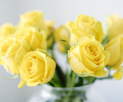 yellow roses.jpg