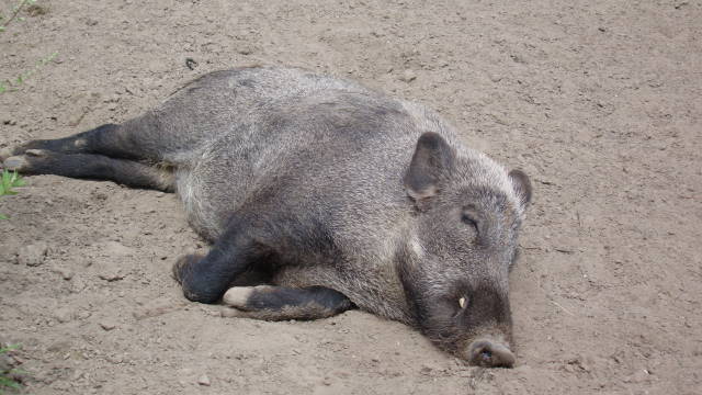 1dierenrijk 10.jpg