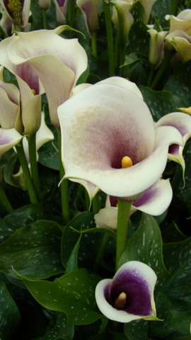 dsc01114.JPG