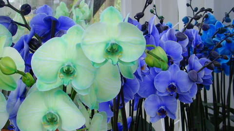 dsc01170.JPG