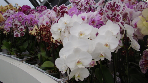 dsc01175.JPG