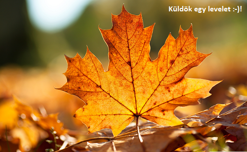 229414_autumn_leaves.png
