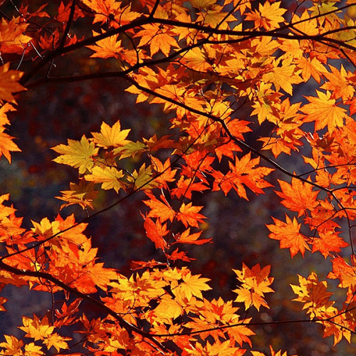 autumn.png