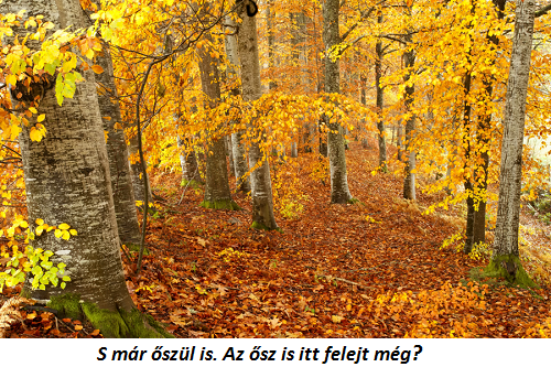 beechwood-in-autumn-2kl_masolata.png