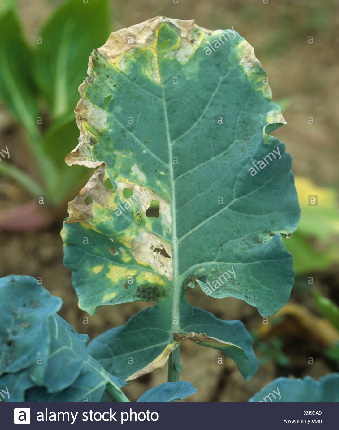 feketeeres_szarazrothadas_xanthomonas_campestris.jpg