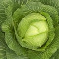 Fejes káposzta (Brassica oleracea var. capitata)