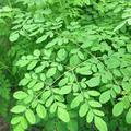 Mi fán terem: Moringa Oleifera (Saragwa) alias LÓRETEKFA