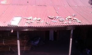 tipja-a-tetc591.jpg