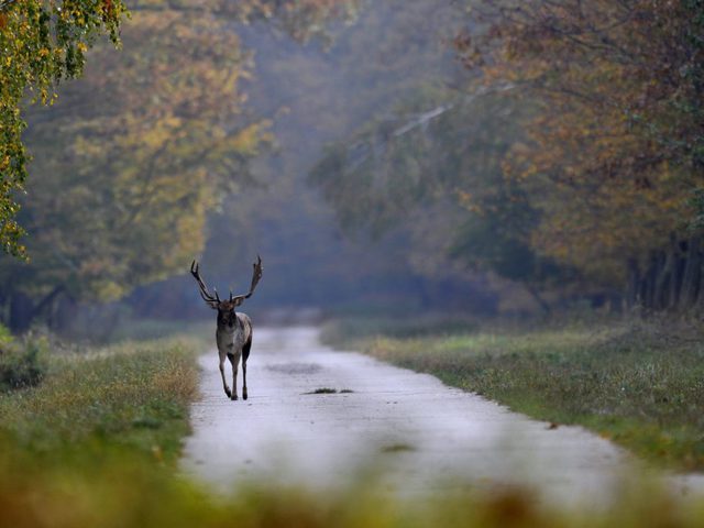 Vigyázzanak a Kisorosziba vezető úton - beindult a dámbikák párzási időszaka