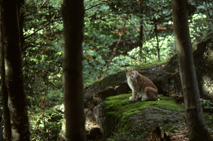 Európa ikonikus vadvilágát és őserdeit fenyegeti a környezeti bűnözés