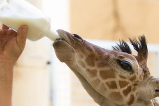 Zsiráfbika született a debreceni állatkertben