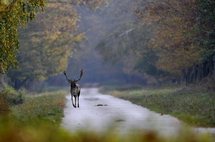 Vigyázzanak a Kisorosziba vezető úton - beindult a dámbikák párzási időszaka