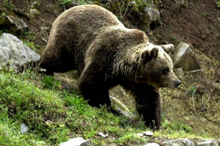 Huszonhárom veszélyes medve kilövését hagyta jóvá a román környezetvédelmi tárca