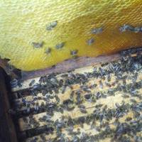 Elismert fajta a krajnai méh