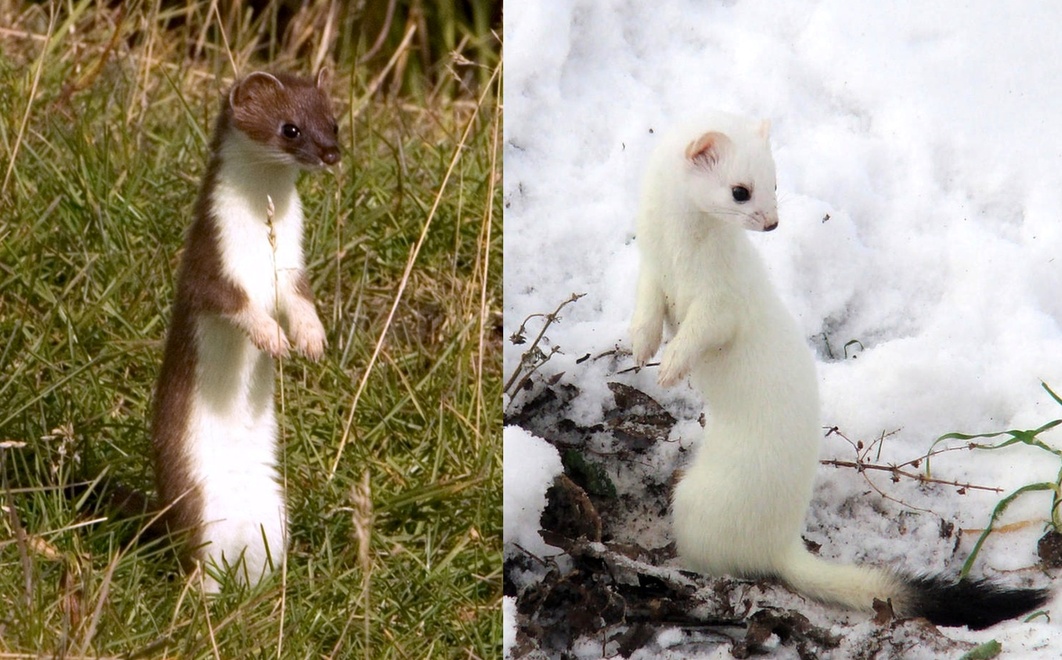 mustela_erminea_wiki-horz.jpg
