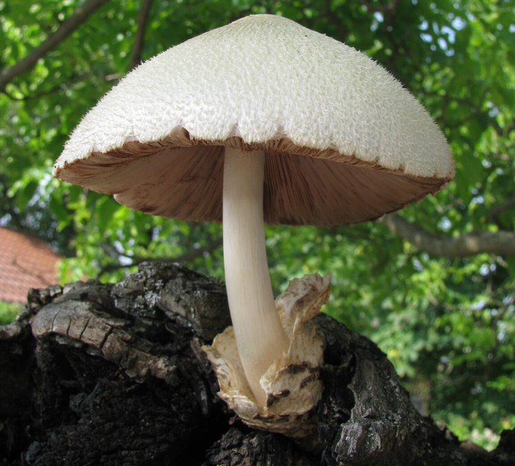 volvariella_bombycina1.jpg
