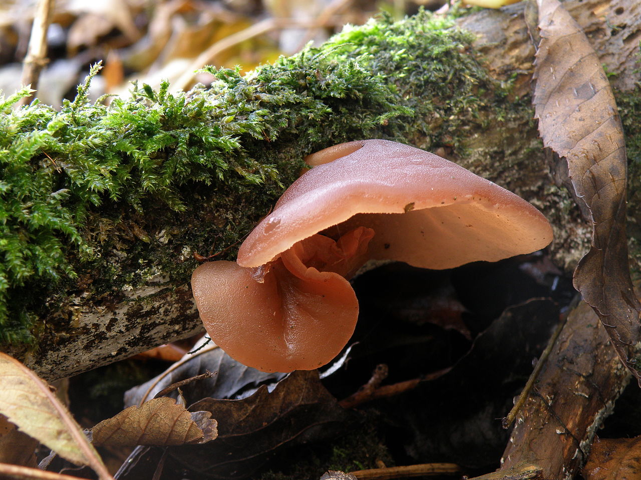 1280px-auricularia_auricula-judae_64485.jpg