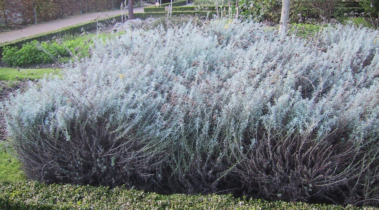 helichrysum_italicum_immortelle.jpg