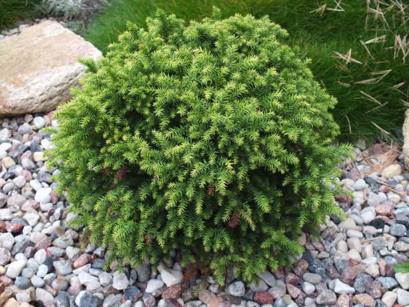 cryptomeria-japonica-monstrosa-nanat.jpg