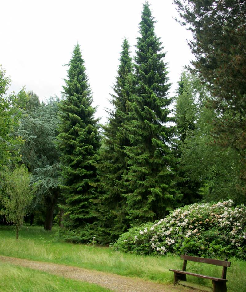 picea_omorika_main_1.jpg