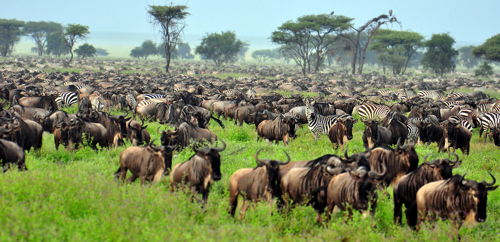 ngorongoro-safari.jpg