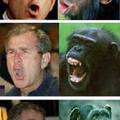 Bush vs. Majom
