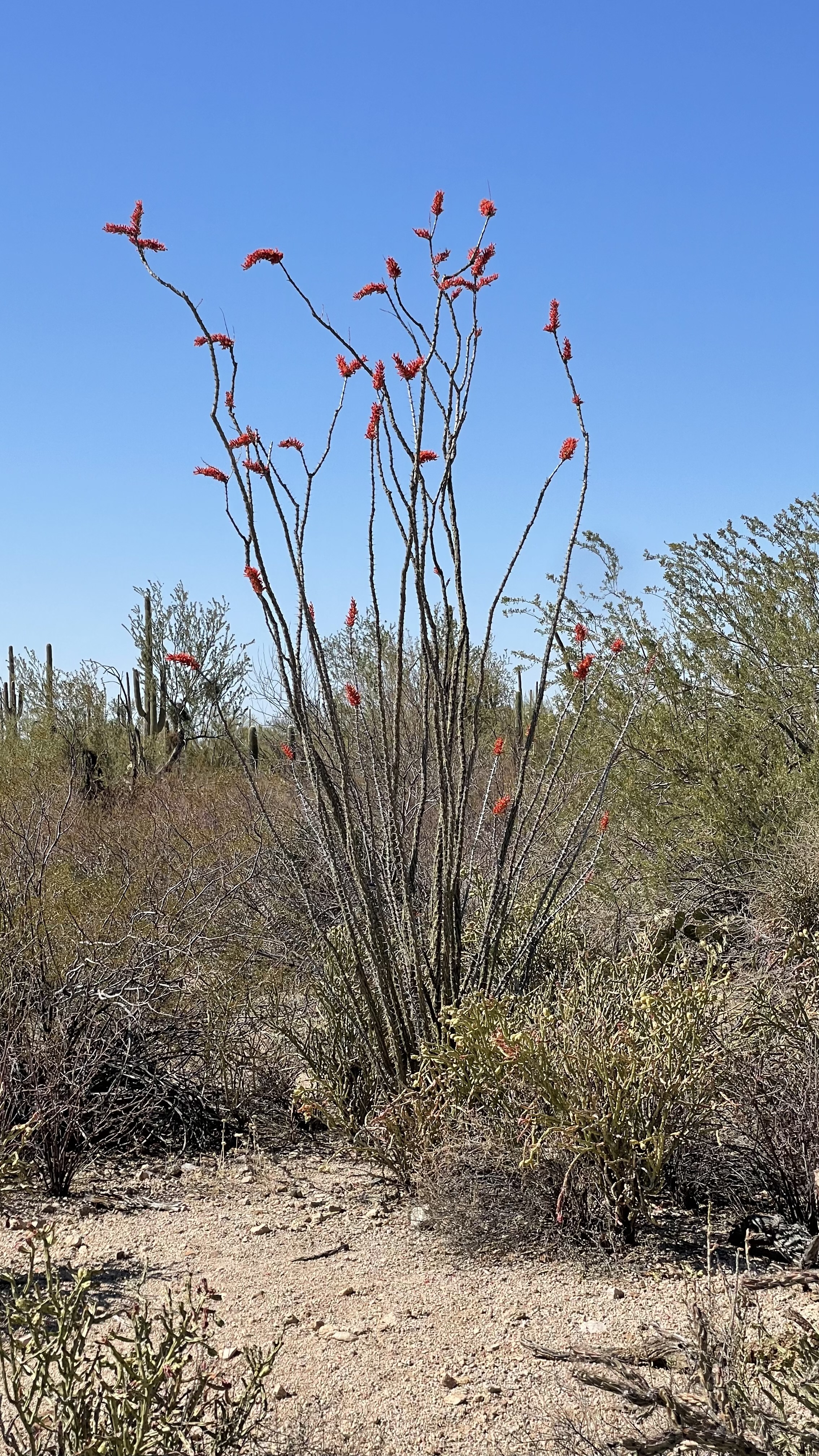 Four Peaks Mountain