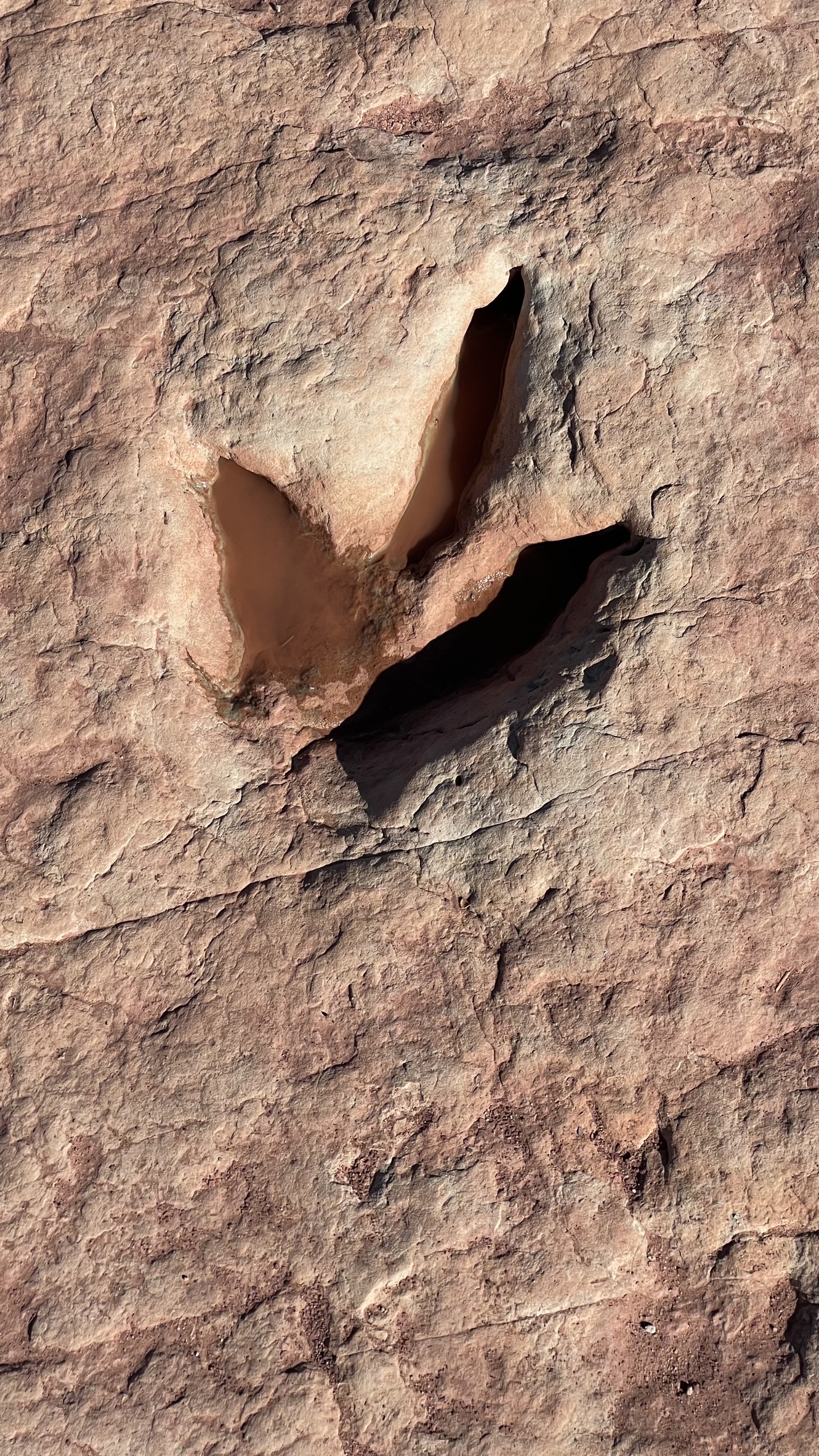 Navajo Moenave Dinosaur Tracks. Az, hogy dinoszaurusz lábnyomokat is láttunk, teljesen váratlan volt, véletlenül vettük észre a feliratot és bekanyarodtunk. Összetákolt bódékat láttunk csak, és egy bódénak támaszkodó indiánt. Az indián annyira rossz bőrben volt, hogy János azt mondta, szerinte inkább gyorsan hajtsunk tovább. Végül kiszálltunk és nem bántuk meg. Az indiánról kiderült, hogy rengeteget tud a dinókról, vizespalackjával locsolta a nyomokat, hogy mindent jól lássunk, és közben magyarázott. Elmesélte, hogy tarolt le mindent a meteorit, hogyan pusztultak ki ezek az állatok, hogyan kövültek meg a maradványaik. 