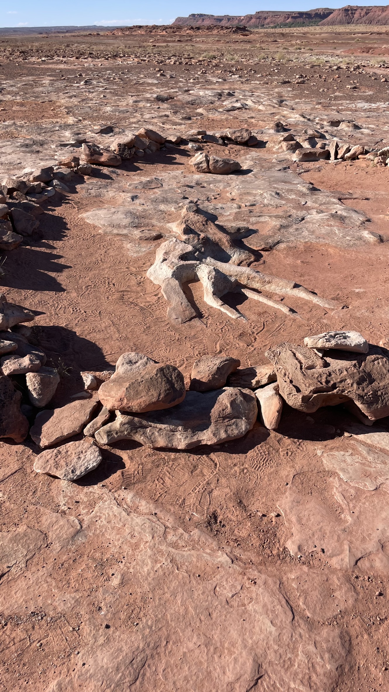 Navajo Moenave Dinosaur Tracks. Megkövült dinoszaurusz csontváz. 