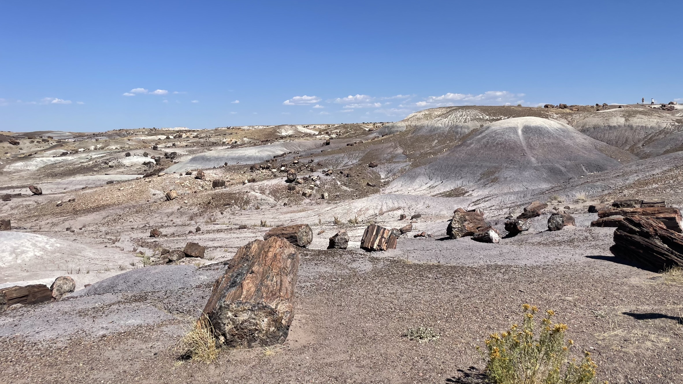 a Petrified Forest és a Painted Desert tulajdonképpen egymás mellett van. 