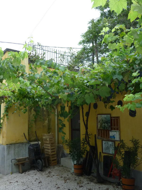 Lugas
