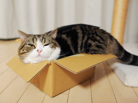 maru-in-a-box1.jpg