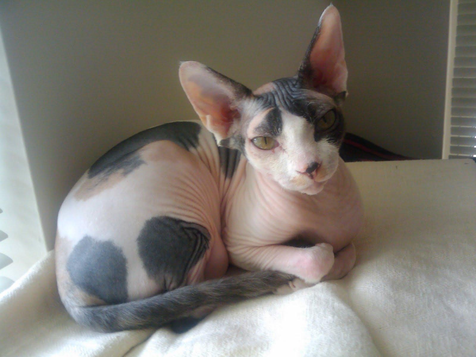 sphynx_cat_relaxing_picture.jpg