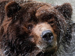 Kodiak medve az index.hu hét képei között