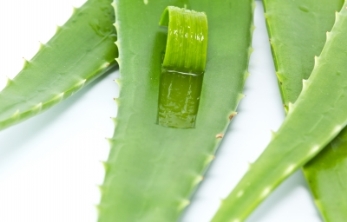 aloe.jpg