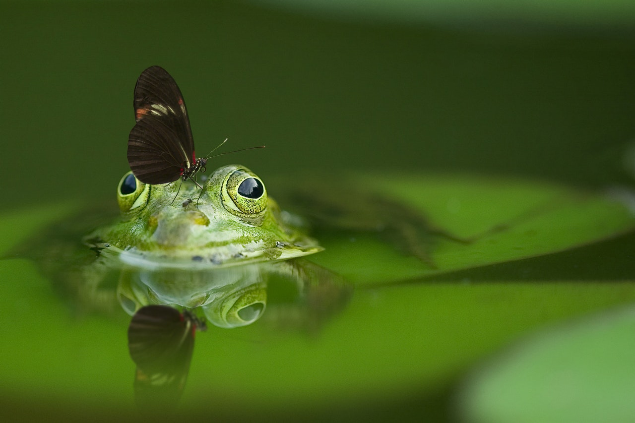 frog-butterfly-pond-mirroring-45863.jpeg