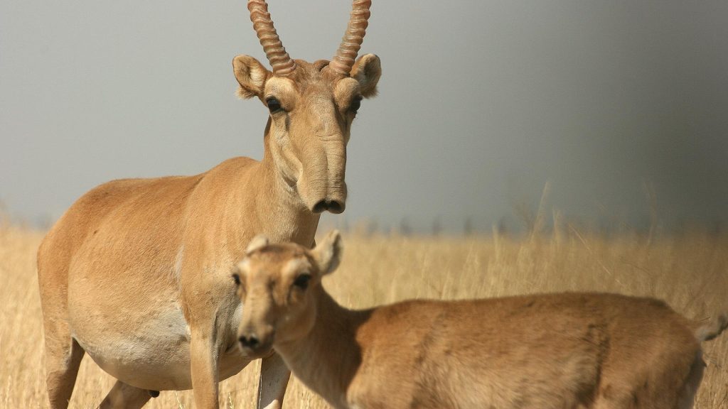 saiga-antelope-pictures-e1480508107225-1024x576.jpg