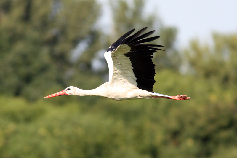 feher-golya-2-ciconia-ciconia.jpg