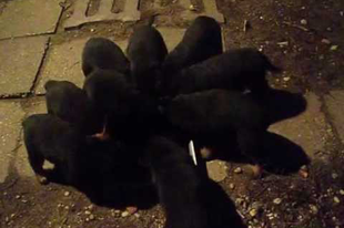 I - alom 2012. Ismét hús