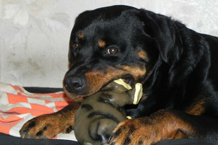 Az agresszióról és az előítéletekről