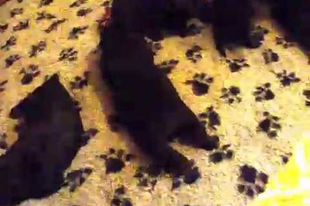 Fejlődési fázisok videókkal bemutatva