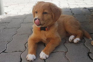 Két kutya ismerkedése