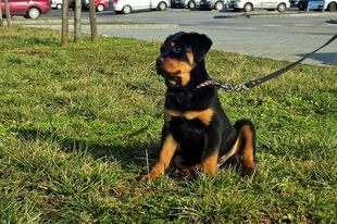 Felugrál, túl izgatott