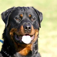 A rottweiler tulajdonsága és igényei