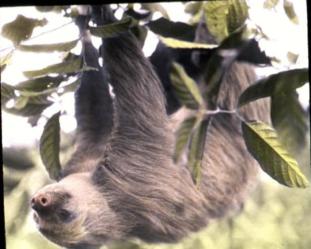 animal-animal-acting-human-photo-two-toed-sloth-in-a-tree1.jpg