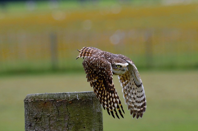 burrowing-owl-1617943_640.jpg