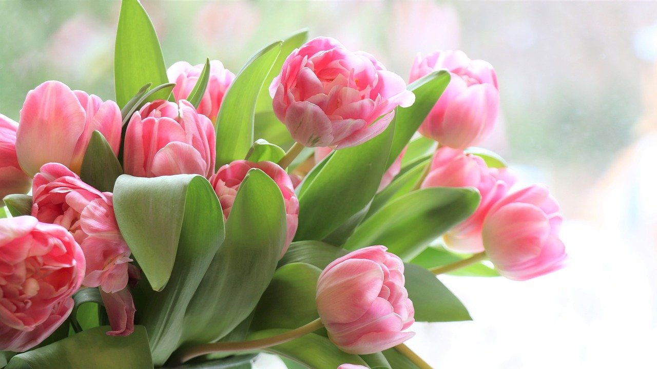 tulips-g317d54824_1280.jpg